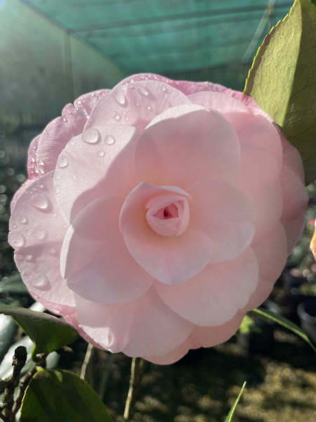 Camellia japonica Desire 