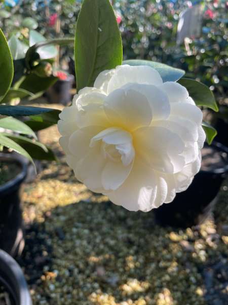 Camellia japonica ‘Dahlonega’