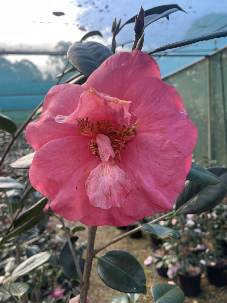 Camellia japonica ‘Drama Girl’