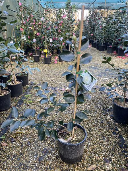 Camellia japonica ‘Elegans Champagne’