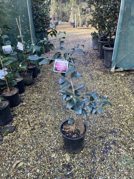 Camellia japonica ‘Elegans Variegated’