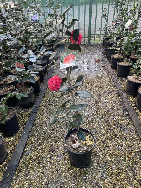 Camellia Japonica 'Emperor of Russia'
