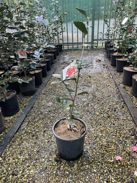 Camellia japonica ‘Emperor of Russia Variegated’