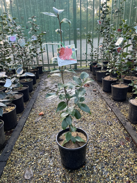Camellia japonica ‘Grand Marshall’