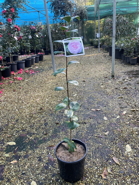 Camellia japonica ‘Happy Holidays’
