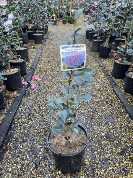 Camellia japonica ‘Hawaii’
