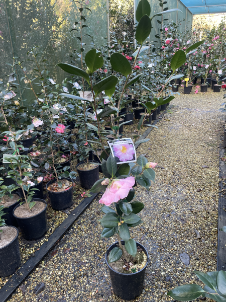 Camellia japonica ‘Henry E Huntington’