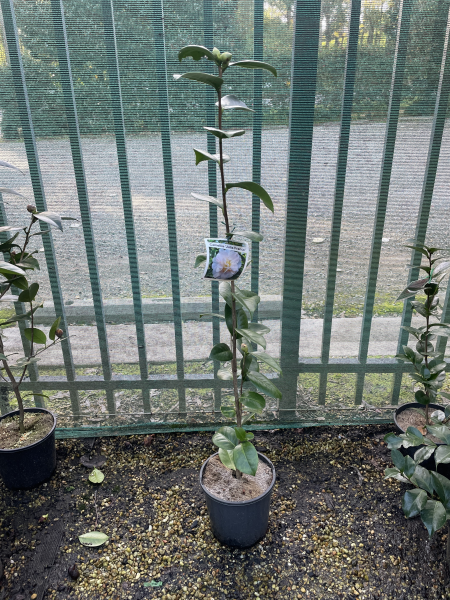 Camellia japonica ‘Julia France’