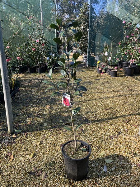 Camellia Japonica 'L.T. Dees' (Red Japonica Camellia)