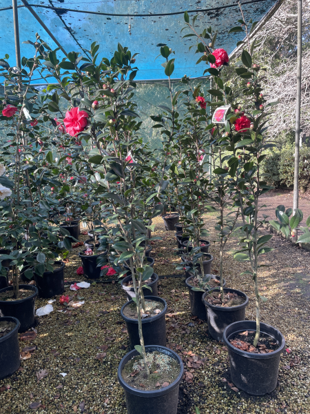 Camellia Japonica 'L.T. Dees' (Red Japonica Camellia)