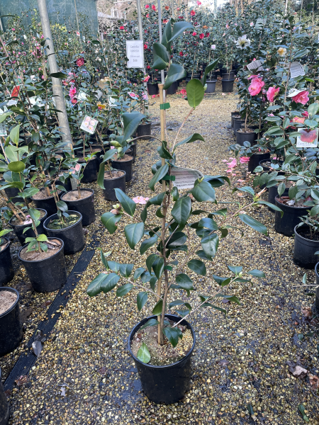 Camellia japonica ‘Laurie Bray’