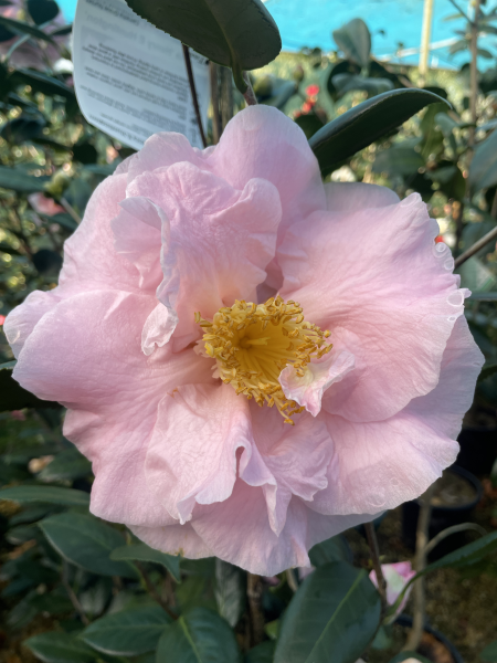 Camellia japonica ‘Laurie Bray’