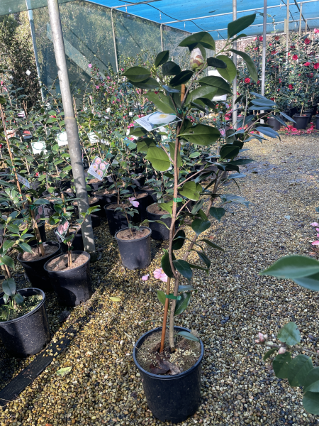 Camellia japonica ‘Lovelight’