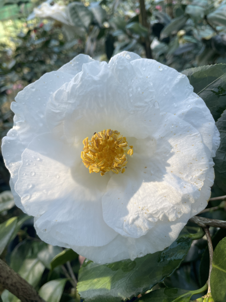 Camellia japonica ‘Lovelight’