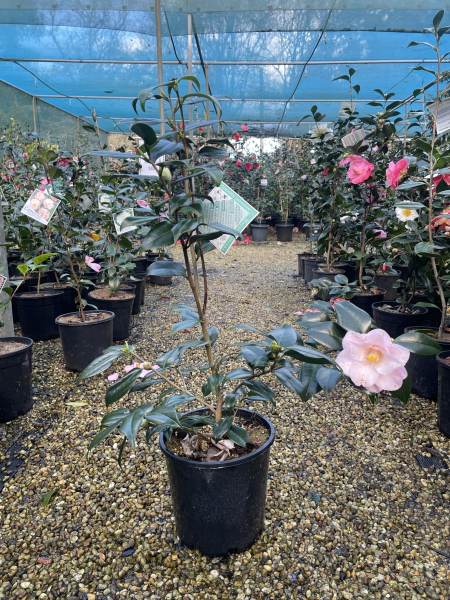 Camellia japonica ‘Magnoliaeflora’