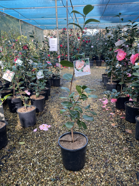 Camellia japonica ‘Margaret Davis’
