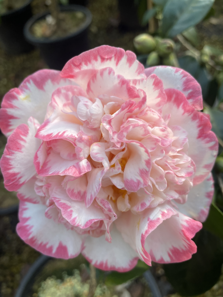Camellia japonica ‘Margaret Davis’