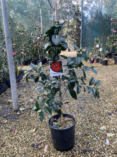 Camellia japonica ‘Maroon and Gold’