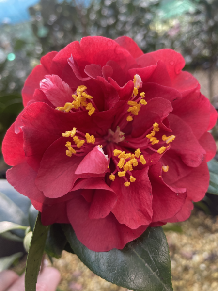 Camellia japonica ‘Maroon and Gold’