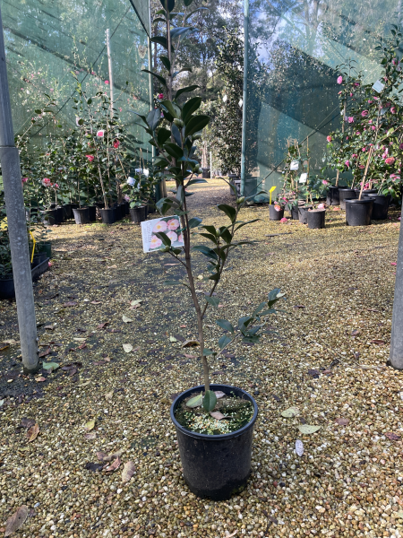 Camellia japonica ‘Nicky Crisp’