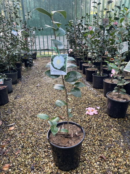 Camellia japonica ‘Nuccio’s Gem’