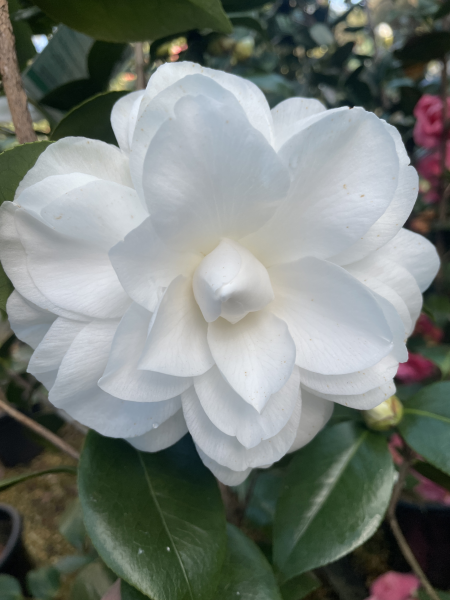 Camellia japonica ‘Nuccio’s Gem’