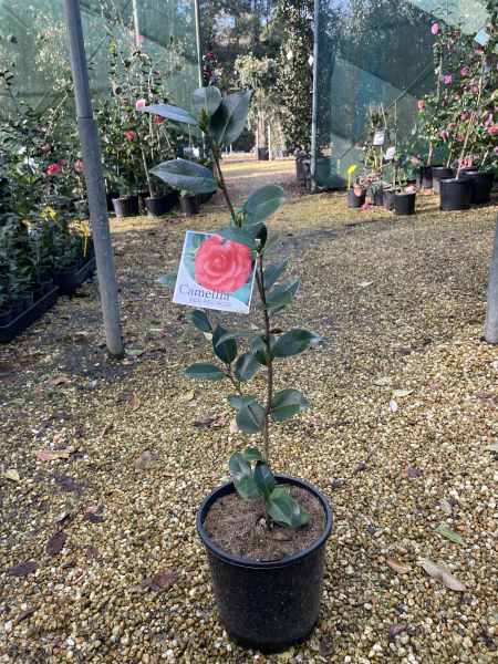 Camellia japonica ‘Red Red Rose’