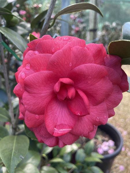 Camellia japonica ‘Red Red Rose’