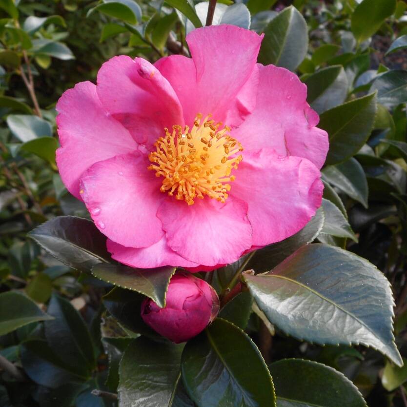 Rose Ann Rose Ann Camellia – Soft Pink Blooms for Autumn & Winter | Nursery ...