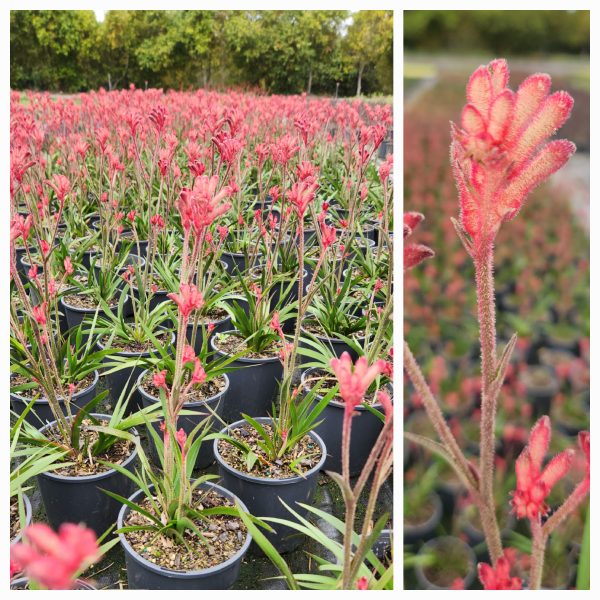 Anigozanthos ‘Bush Pearl’ (Kangaroo Paw ‘Bush Pearl’)