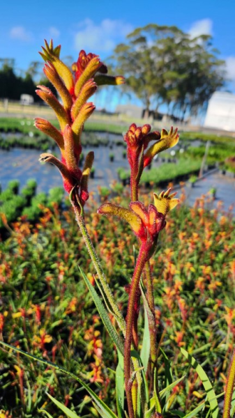 Anigozanthos ‘Bush Tenacity’ (Kangaroo Paw)