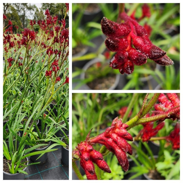 Anigozanthos ‘Bush Fury’ (Kangaroo Paw)
