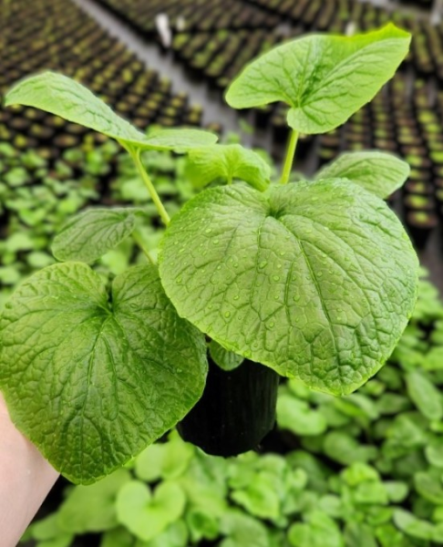 Eutrema Japonica (Wasabi)