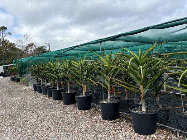 Aloidendron Barberae (Tree Aloe)