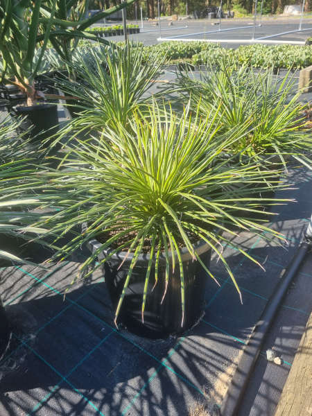 Agave Geminiflora (Twin-Flowered Agave)