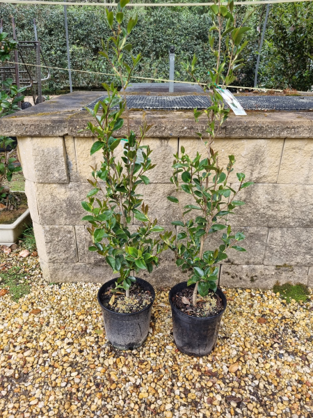 Camellia Sasanqua 'Pure Silk'