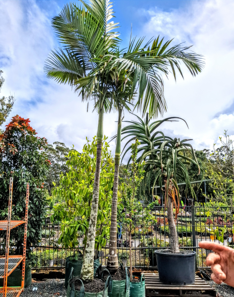 Archontophoenix Alexandrae (King Palm)