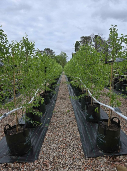 Pyrus Nivalis (Snow Pear)