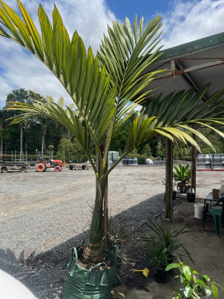 Chambeyronia Macrocarpa (Flame Thrower Palm)