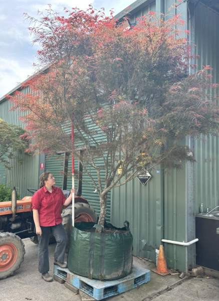 Acer Palmatum 'Red Pygmy' (Japanese Maple Red Pygmy) upright