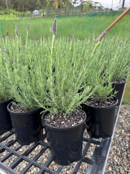 Lavandula Stoechas ‘Avonview’ (Avonview Lavender)