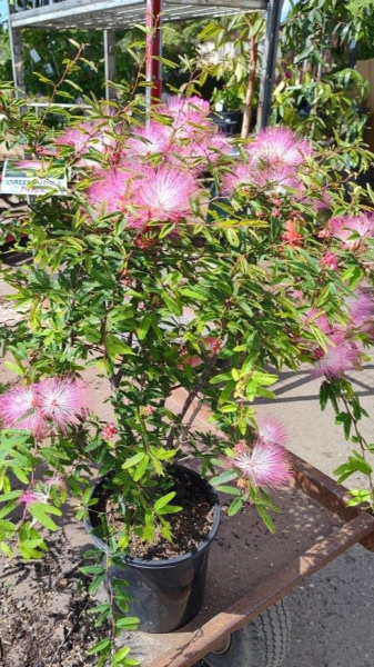 Calliandra surinamensis (Pink Poodle)