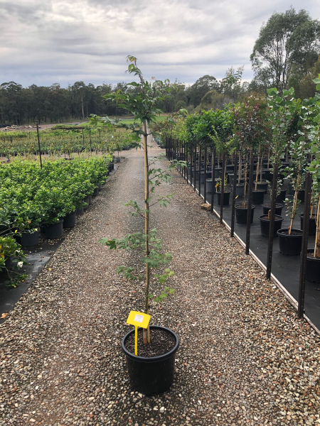 Acer Palmatum 'Osakazuki' (upright)