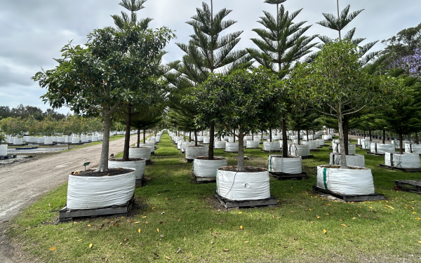 Ficus Rubiginosa (Port Jackson Fig)