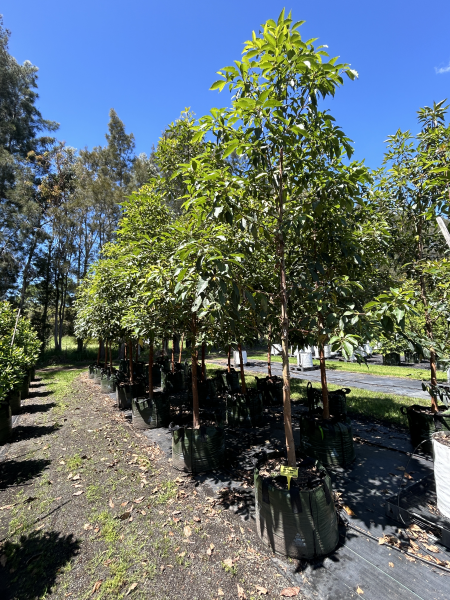 QLD Brush Box – Fast-Growing Tree with Unique Salmon-Coloured Bark ...