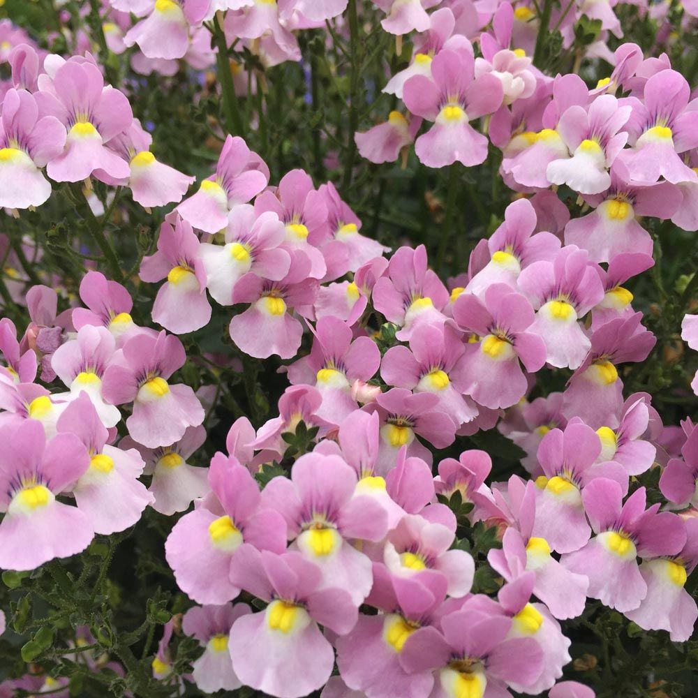 Nemesia Spp. (Pink Nemesia)