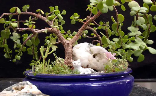 Portulacaria afra ‘Prostrate’ (Prostrate Green Jade Elephant Bush)