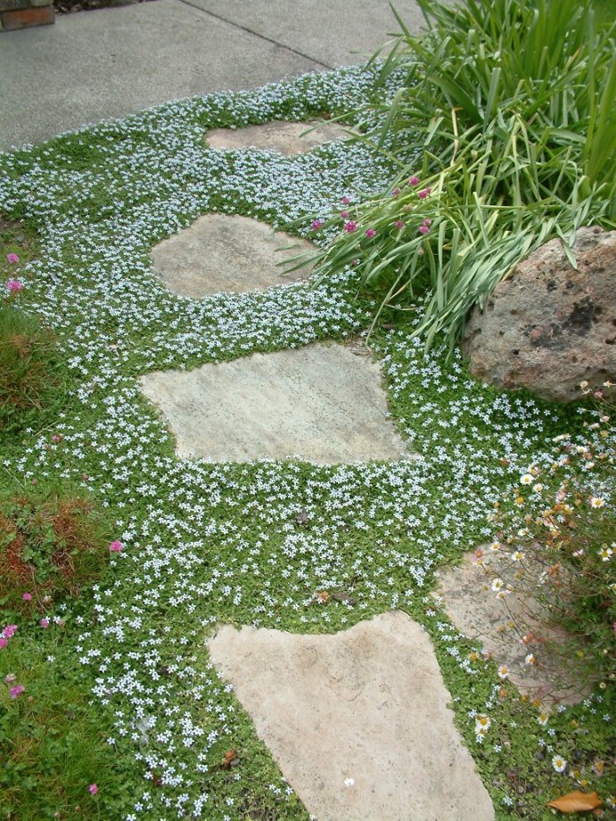 Pratia pedunculata (Blue Star Creeper)