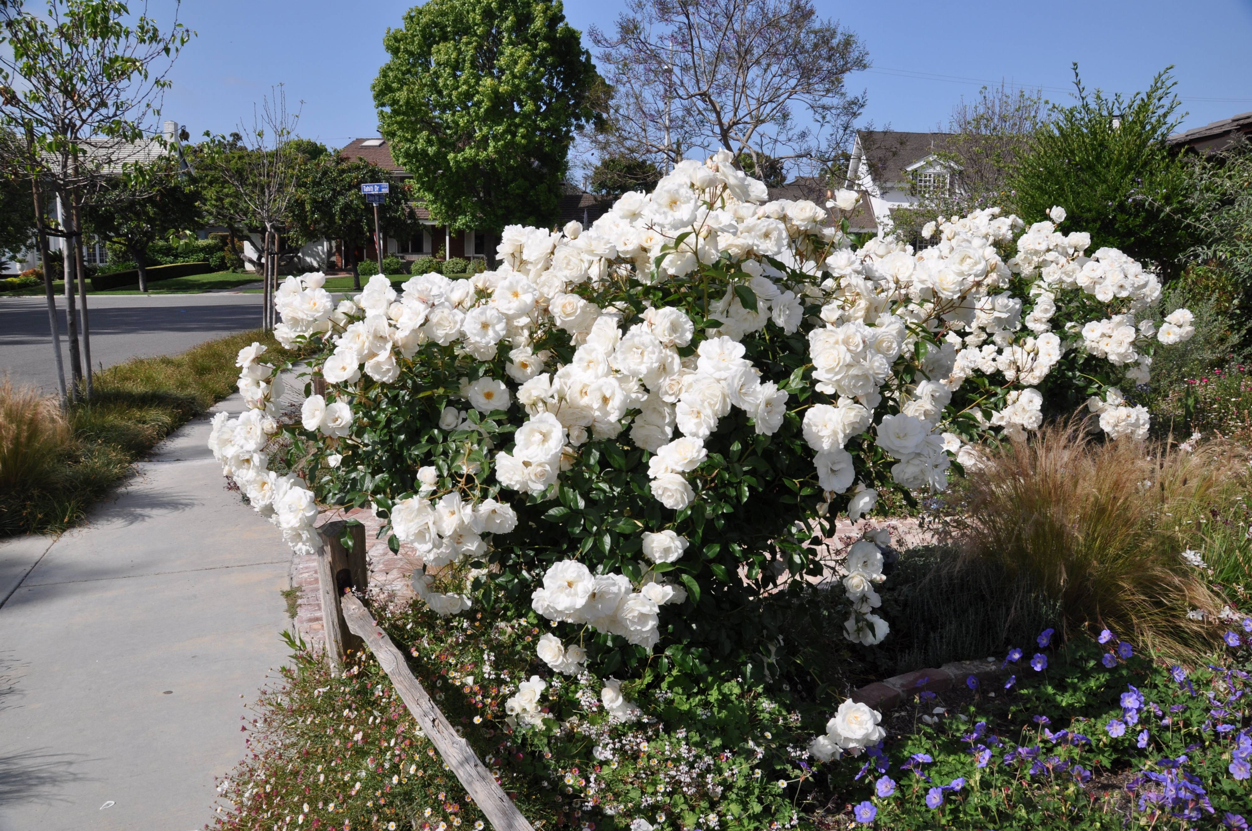 Rosa Iceberg (Floribunda Rose)