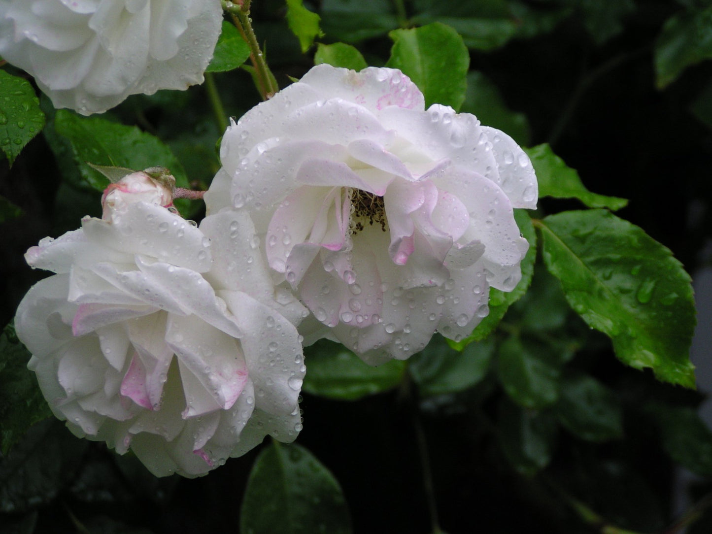 Rosa Iceberg (Floribunda Rose)